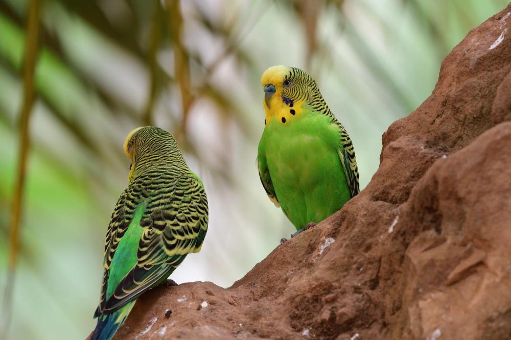 2 birds